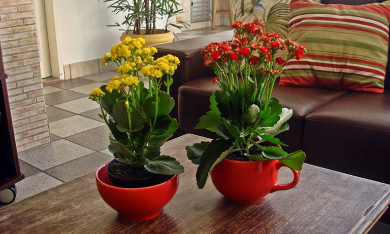 Seis dicas de decoração com flores para deixar sua casa linda
