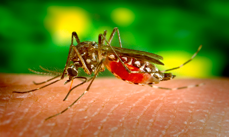 Como evitar o mosquito da dengue nos condomínios
